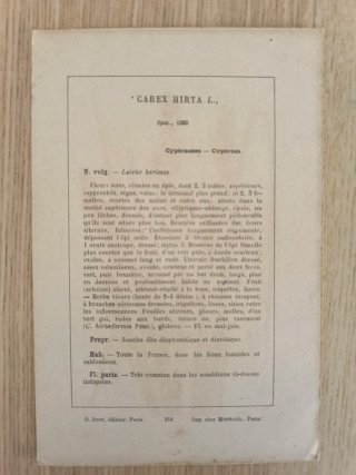 5 Láminas Botánica Francesa S.XIX