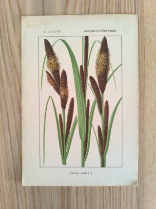 5 Láminas Botánica Francesa S.XIX