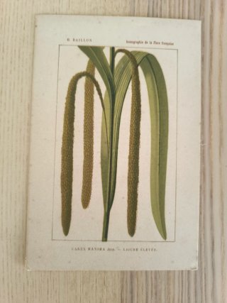 5 Láminas Botánica Francesa S.XIX