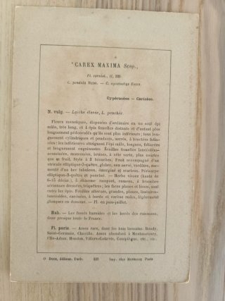 5 Láminas Botánica Francesa S.XIX