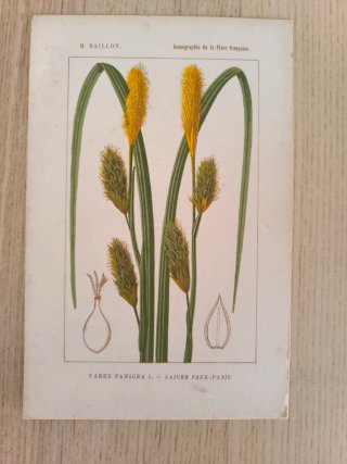 5 Láminas Botánica Francesa S.XIX