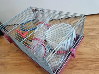 Lote de bienvenida completo para Hamster