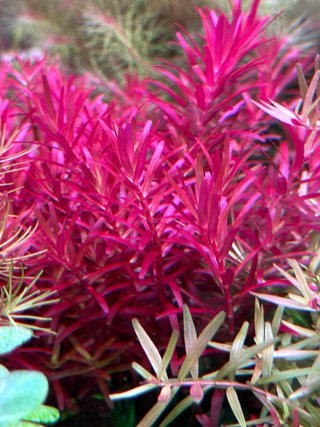 Lote 10 Plantas de Acuario Variadas y Coloridas