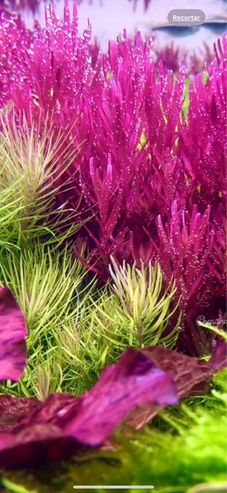 Lote 10 Plantas de Acuario Variadas y Coloridas