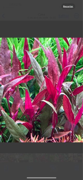 Lote 10 Plantas de Acuario Variadas y Coloridas