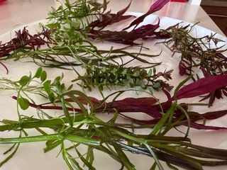 Lote 10 Plantas de Acuario Variadas y Coloridas