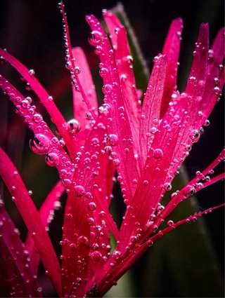Lote 10 Plantas de Acuario Variadas y Coloridas