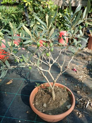 Set 2 Ulivo Bonsai in Ciotola