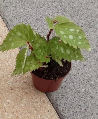 Begonia exótica MANTUK planta