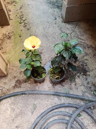 Lote de 2 plantas de hibisco