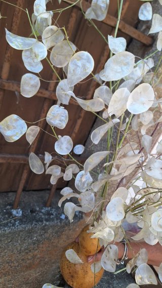 Decoracion planta seca Lunaria Annua