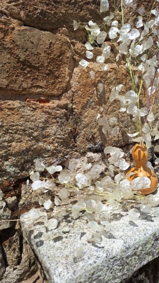 Decoracion planta seca Lunaria Annua
