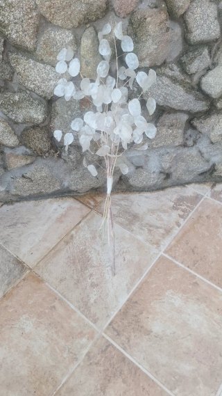 Decoracion planta seca Lunaria Annua