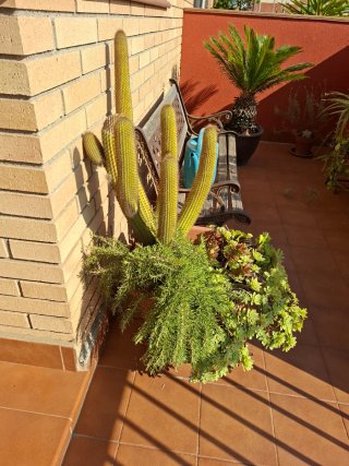 Cactus grande con maceta y plantas