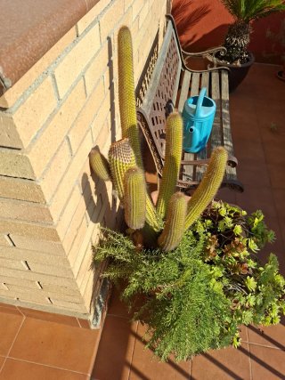 Cactus grande con maceta y plantas