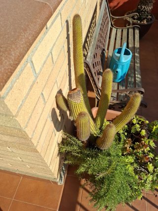 Cactus grande con maceta y plantas
