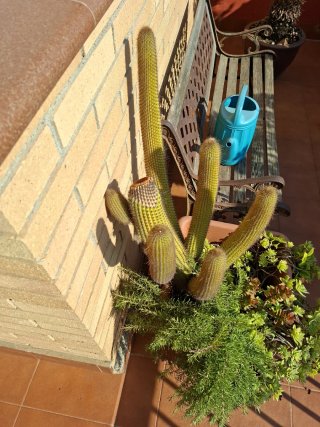 Cactus grande con maceta y plantas