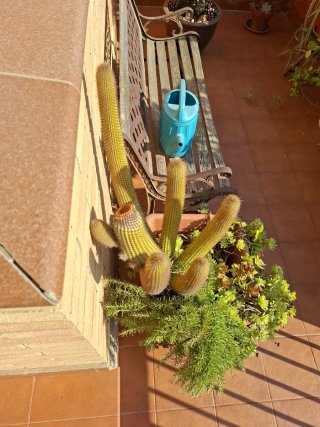 Cactus grande con maceta y plantas