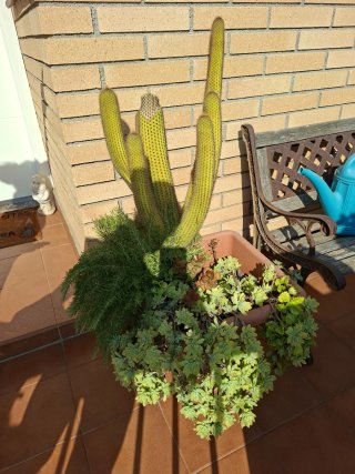 Cactus grande con maceta y plantas
