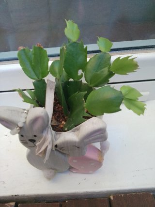 Planta de Navidad