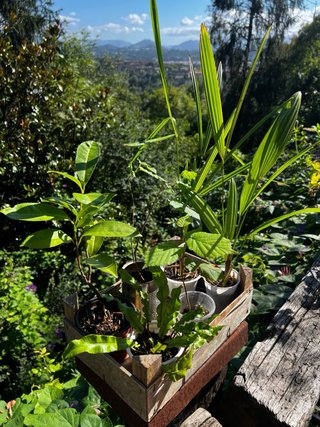 Lote plantas para Inés