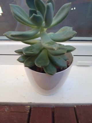 Suculenta en maceta