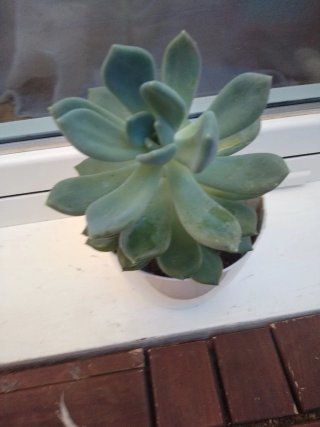 Suculenta en maceta