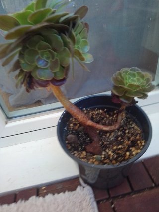 Planta Aeromium