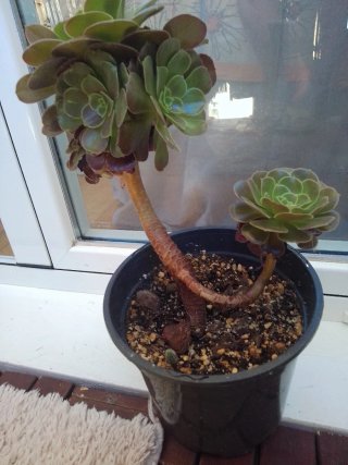 Planta Aeromium
