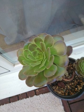 Planta Aeromium