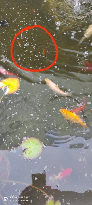 Peces de colores para acuario o estanque
