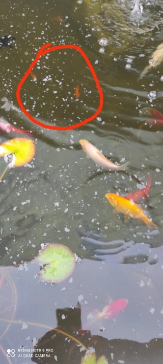 Peces de colores para acuario o estanque