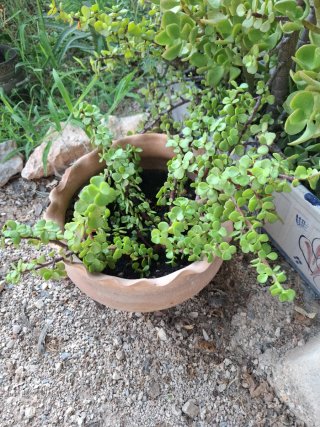 Suculenta con maceta de barro