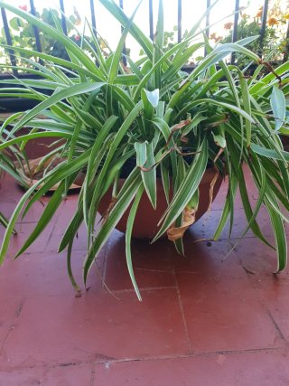 Planta de cintas