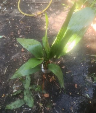 Planta natural