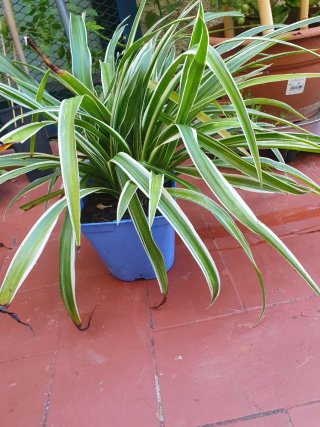 Planta de cintas - Spider Plant