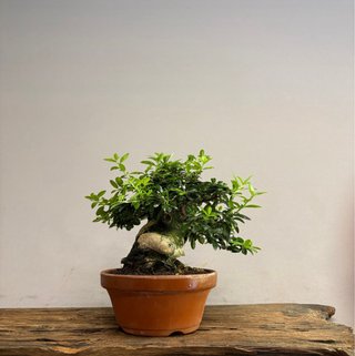 Pyracantha angustifolia