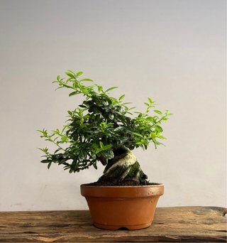 Pyracantha angustifolia