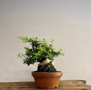 Pyracantha angustifolia