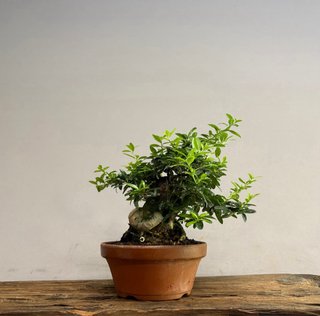 Pyracantha angustifolia