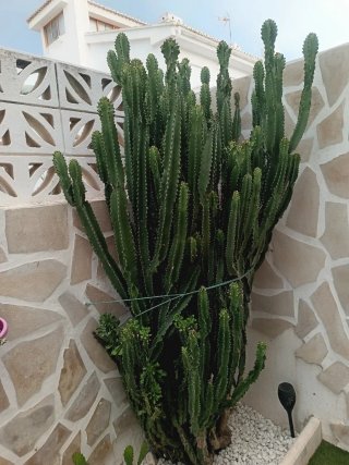 Esquejes de cactus variados