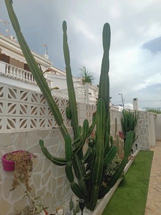 Esquejes de cactus variados
