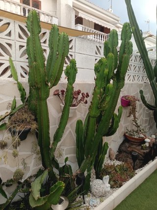 Esquejes de cactus variados