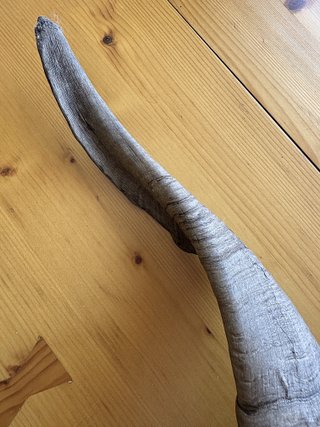 Cornamenta natural – 60 cm entre puntas