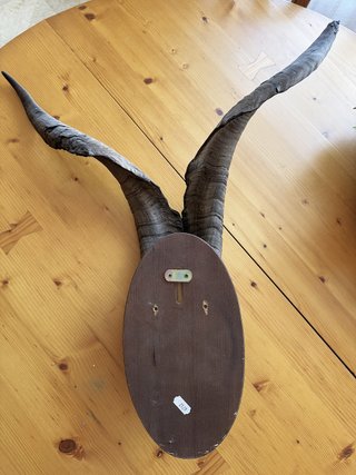 Cornamenta natural – 60 cm entre puntas