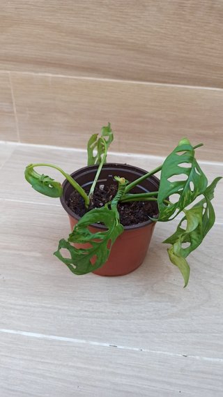 Monstera Monkey Mask Planta