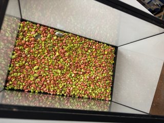 ACUARIO PEQUEÑO CON PIEDRAS DECORATIVAS