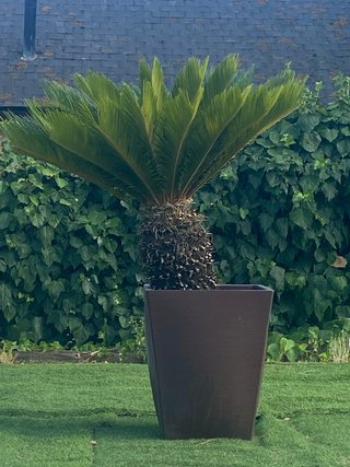 Palmera Cica Revoluta en Maceta 61x52x52.