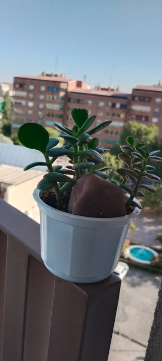 Árbol de Jade y piedra de Sierra Morena en maceta