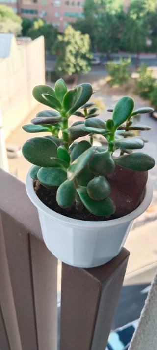 Árbol de Jade y piedra de Sierra Morena en maceta